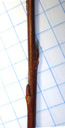 elaeagnus willow (salix elaeagnos), hairy brown-red twig with oblong, flattened buds. 2009-01-26, Pentax W60. keywords: salix eleagnos, salix incana, grau-weide, saule drapé, salice ripajuolo